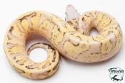 Python royal - Python Regius Vanilla Scream