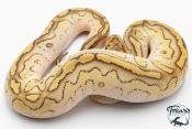 Python royal - Python regius Clown Lesser