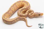 Python royal - Python regius Banana Mojave Yellow Belly