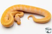 Python royal - Python regius Banana Pinstripe