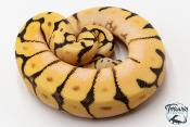 Python royal - Python regius Bumblebee Orange Dream