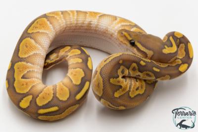Python royal - Python regius Butter Hypo