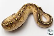 Python royal - Python regius Stranger Butter Pastel het Hypo