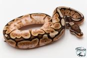 Python royal - Python regius Cinnamon Spider Sugar