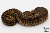 Python royal - Python regius Stranger Clown