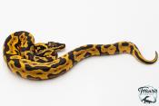 Python royal - Python regius Enchi Leopard Pastel Yellow Belly
