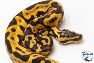 Python royal - Python regius Enchi Leopard Pastel Yellow Belly