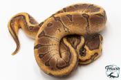 Python royal - Python regius Enchi Pinstripe Yellow Belly