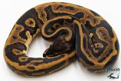 Python royal - Python regius Leopard