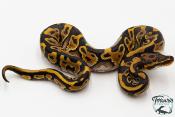 Python royal - Python regius Leopard Spotnose