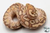 Python royal - Python regius Banana Butter