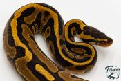 Python royal - Python regius Leopard YellowBelly