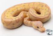 Python royal - Python regius Banana Clown Pastel