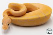 Python royal - Python regius Banana Pinstripe Yellow Belly