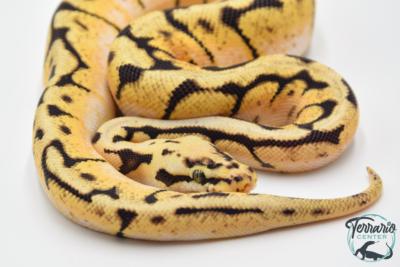 Python royal - Python regius Bumblebee