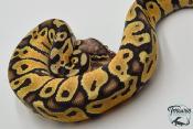 Python royal - Python regius Pastel Specter