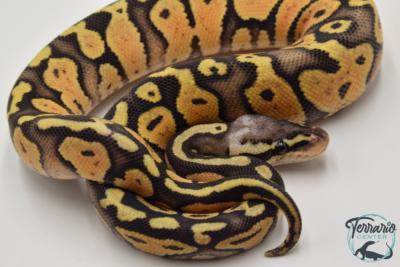 Python royal - Python regius Super Pastel