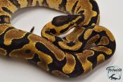 Python royal - Python regius Super Enchi