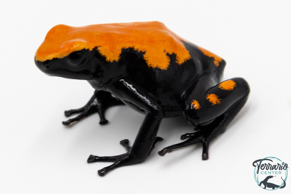 Adelphobates galactonotus - Dendrobate galactonotus - Grenouille poison Orange Solide