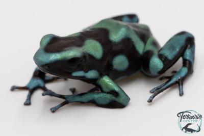 Dendrobates auratus - Dendrobate doré Birkhahn Line