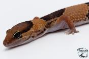 Hemitheconyx caudicinctus - Gecko à queue grasse - Femelle &#9792; A4