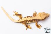 Correlophus ciliatus - Gecko à crête - NC 2025 -  38B