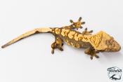 Correlophus ciliatus - Gecko à crête - NC 2025 -  42