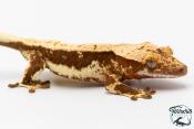 Correlophus ciliatus - Gecko à crête - NC 2025 -  44