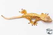 Correlophus ciliatus - Gecko à crête - NC 2025 -  45