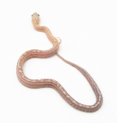 Serpent des blés - Pantherophis guttatus Tessera goldust Scaleless
