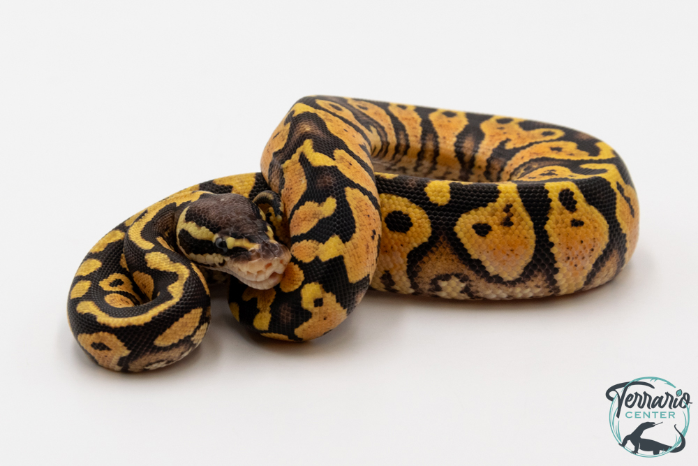 Python royal - Python regius Pastel Yellow Belly