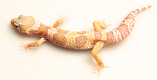 EJ101 - Gecko Léopard - Eublepharis Macularius Mack Snow Tremper - non sexé  - NC 2021