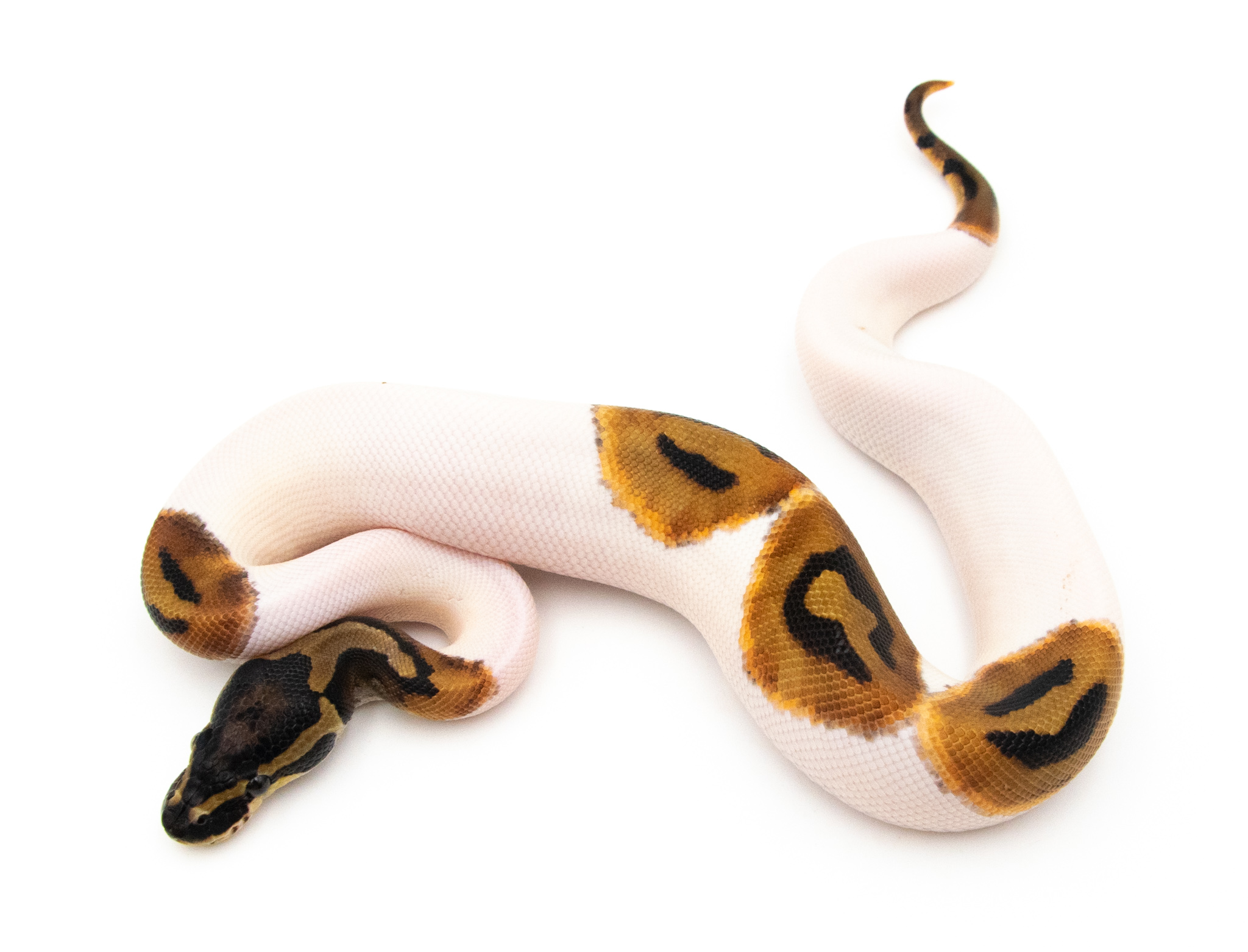 Python regius Piebald