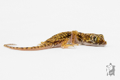 Stenodactylus Petrii - Gecko de dune
