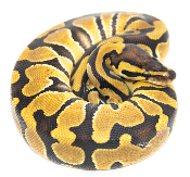 Python royal - Python regius Enchi