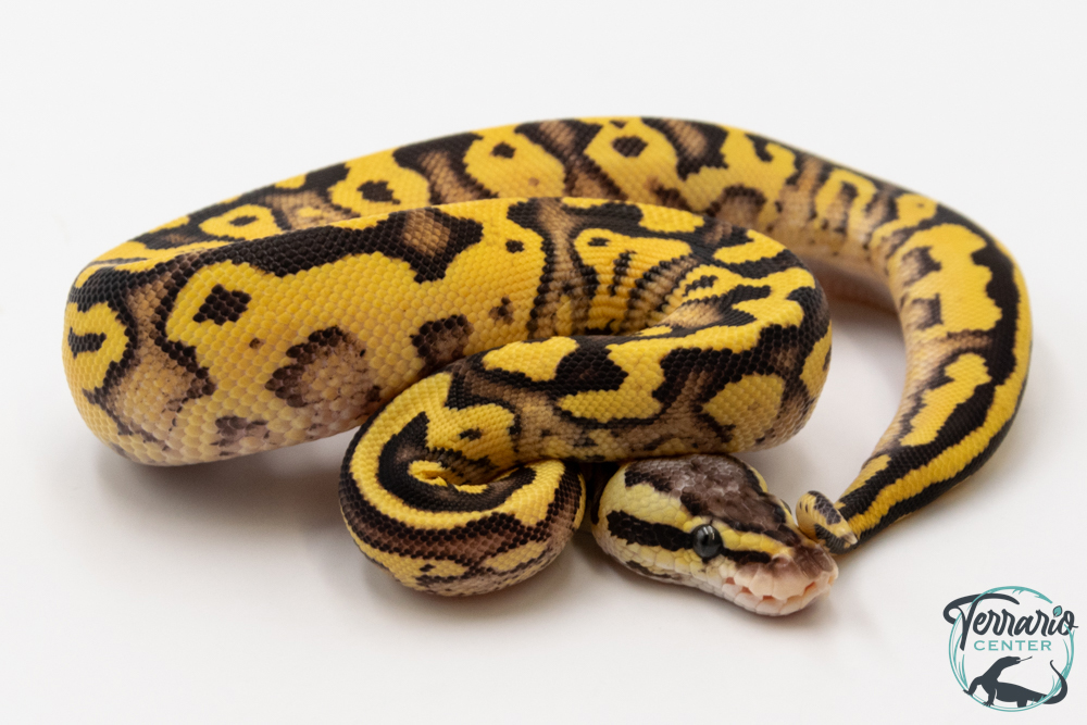 Python royal - Python regius Super Pastel Yellow Belly