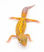 EM21 - Gecko Léopard - Eublepharis Macularius Bell - non sexé - NC 2022