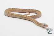 Pituophis catenifer sayi - Serpent taureau - White side