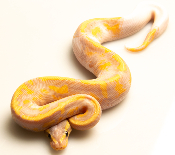 Python royal - Python regius Banana Pastel Piebald