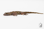 Ptyodactylus togoensis - Gecko à pieds en éventail du togo