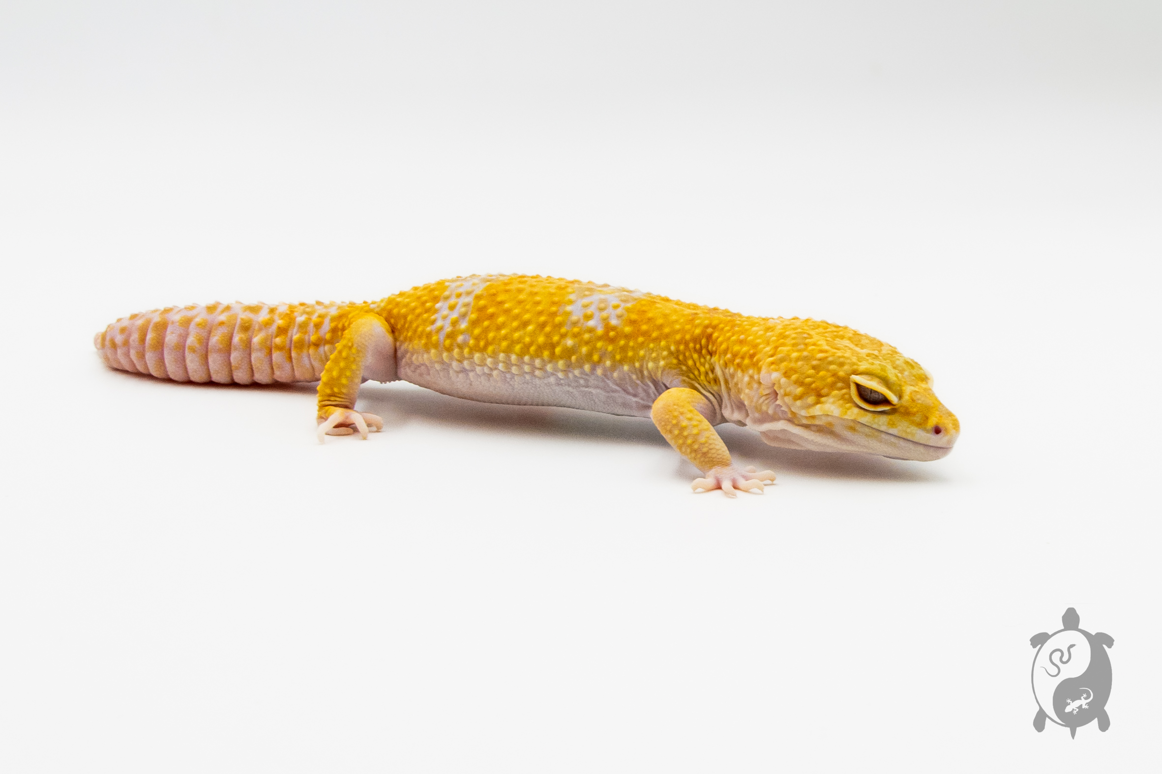 EM27 - Gecko Léopard - Eublepharis Macularius Sunglow - NC - &#9794;