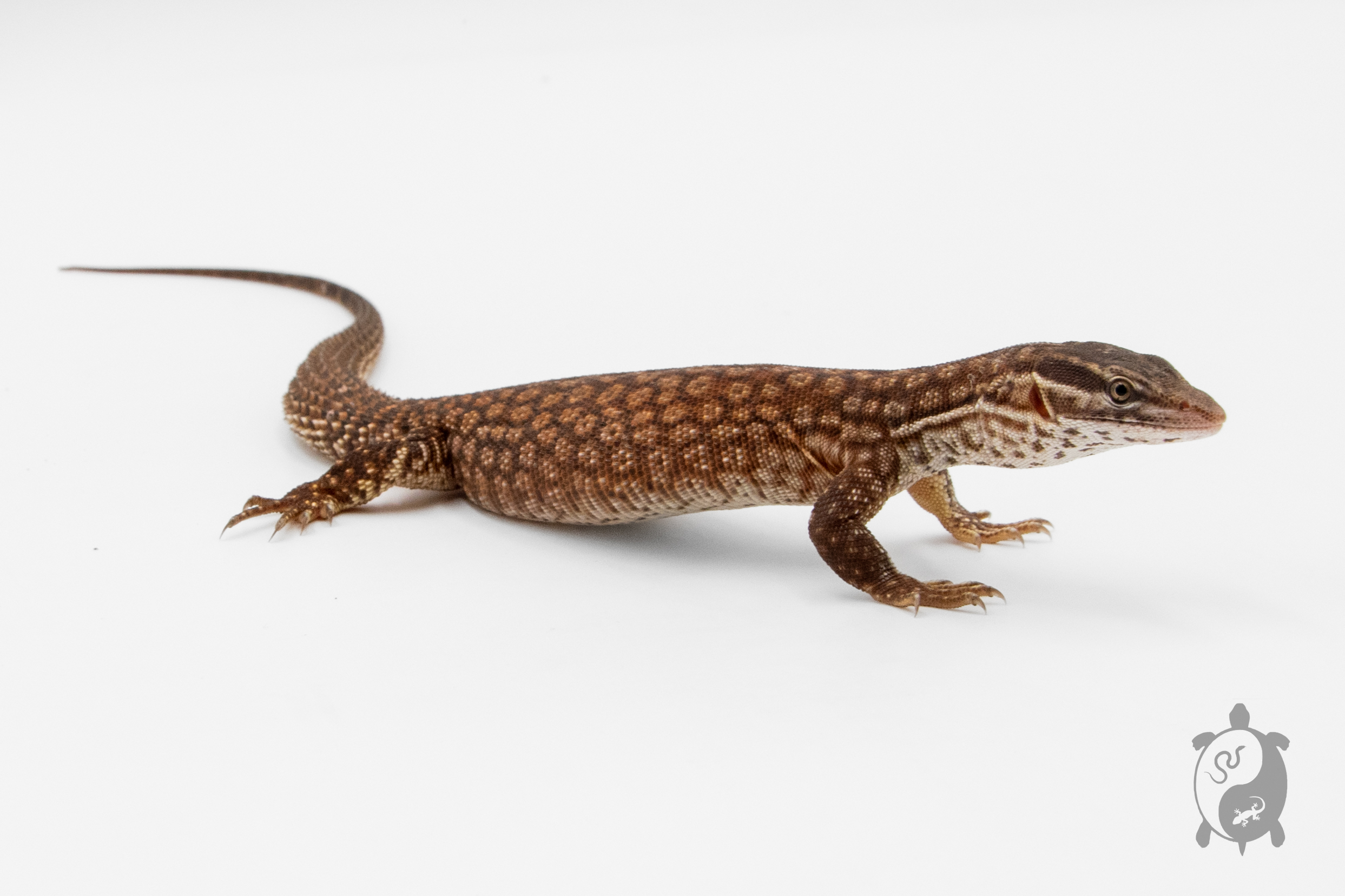 Varanus acanthurus - Varan à queue épineuse - Red Ackie - NC 2026