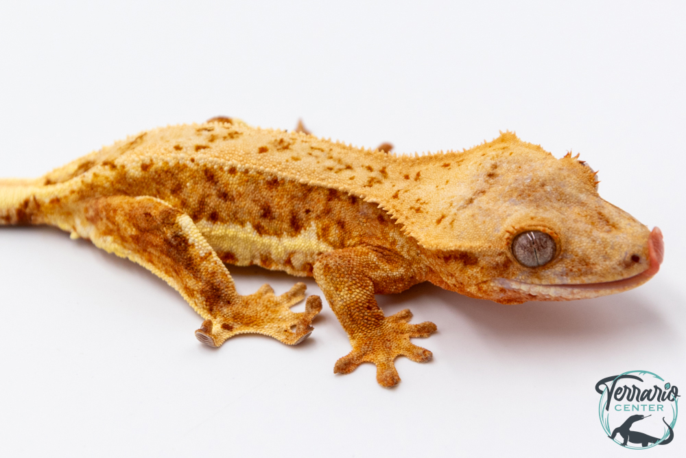 Correlophus ciliatus Lily White - Gecko à crête - NC 2025 -  29