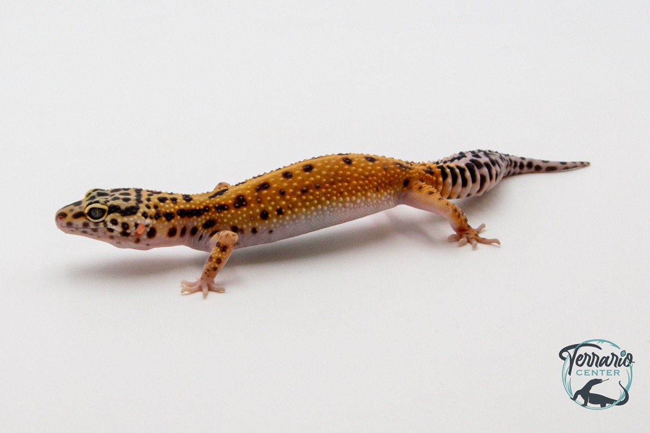 EM35 - Gecko Léopard - Eublepharis Macularius Tangerine - Femelle
