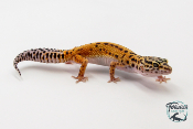 EM35 - Gecko Léopard - Eublepharis Macularius Tangerine - Femelle
