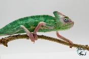 Chamaeleo calyptratus Piebald - Caméléon casqué du Yemen