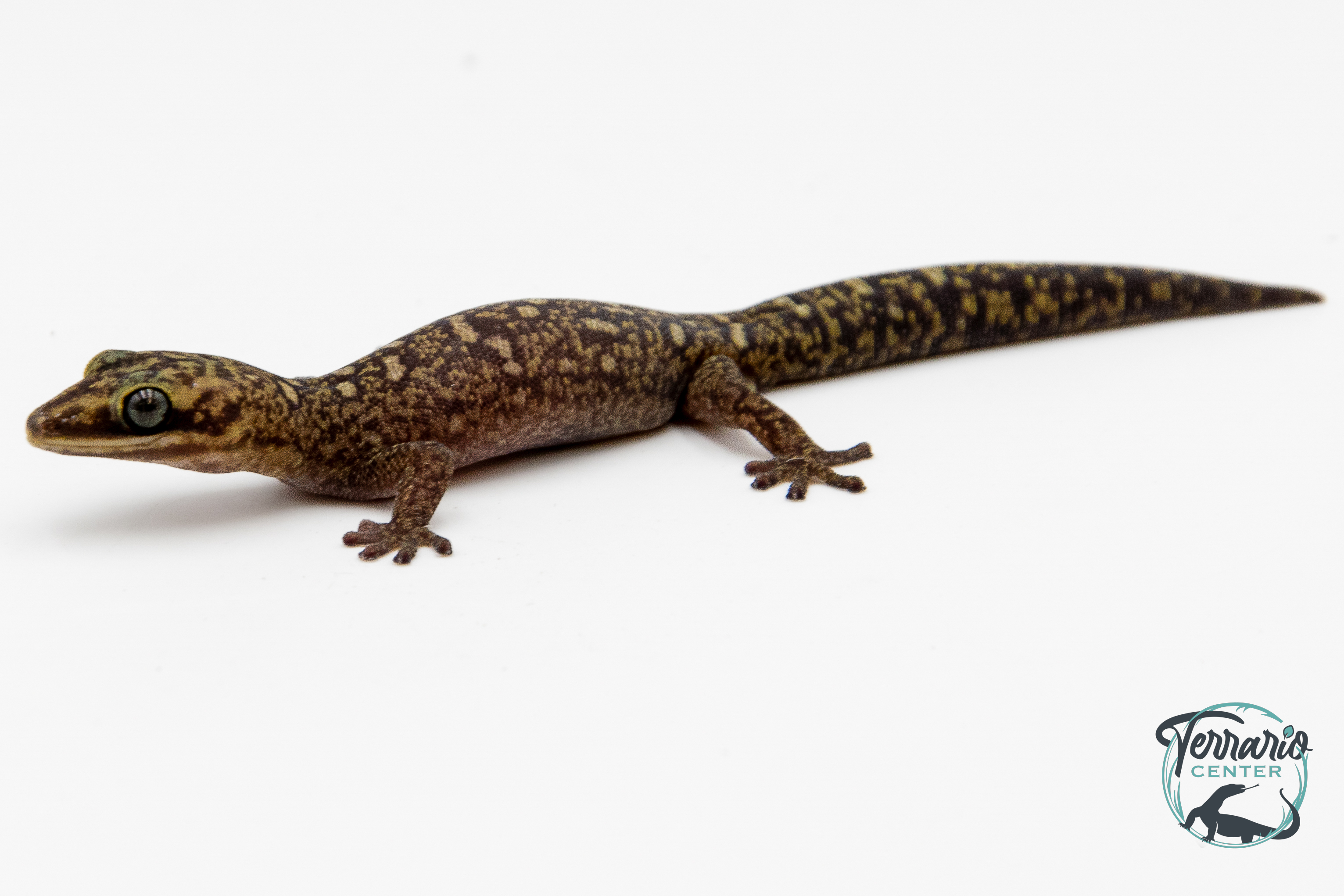 Oedura monilis - Gecko de velours ocellé 