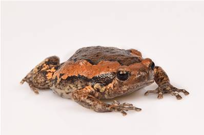 Kaloula pulchra - Grenouille peinte de Malaisie