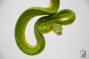 Morelia viridis Biak - Python vert arboricole - Femelle 250228500106791 - Sub Adulte