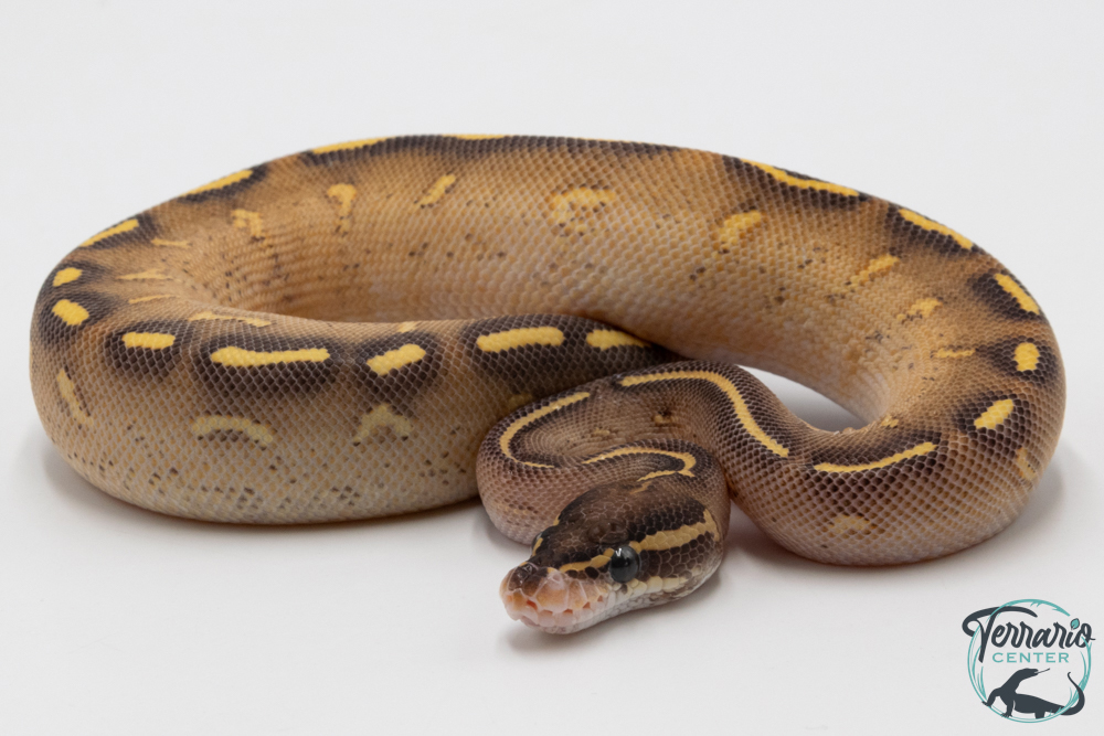 Python royal - Python regius Highway
